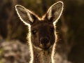 Novice-Bronze-Kangaroo-in-the-morning-light-Leila-Titren