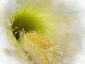 Open-Silver-Cacti-Flower-Beauty-Jean-Wilson