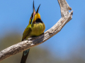 Projected-Open-Gold-Bee-Eater-tossing-dragonfly-Barbara-Barnett