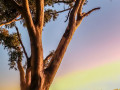 OpenProjected-Bronze-Pat-Bell-Gum-at-dawn-on-the-Swan