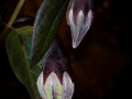 Projected-Open-Buds-Bronze-Anne-Mead