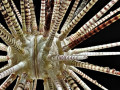 Projected-Open-Spiny-Sea-Urchin-Silver-John-Martin