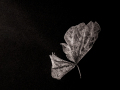 Subject-Bronze-Butterfly-Margarete-Wendt
