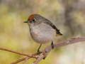 Projected-Open-Red-capped-Robin-Silver-Leila-Titren