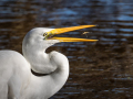 Projected-Open-Egret-with-catch-Silver-Barbara-Barnett