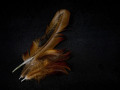 Projected-Open-Feathery-Art-Gold-Lynda-Dilena