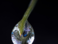Projected-Subject-Natures-Fisheye-Silver-Richard-Eaton