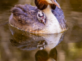 Silver-Subject-Crested-Grebe-with-chick-Barbara-Barnett